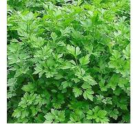 1,000 Seed of Parsley Italian Giant