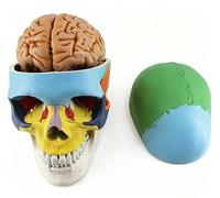 1:1 Colored Human Skull Model with Detachable Brain Stem, 8 Part Removable Numbered Anatomy Skull Replica, Anatomical Display Model for Teaching Learning Study.
