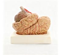 1:1 Detachable Human Brain Anatomy Model with Artery and Display Base, Human Brain Model Anatomy w/Arteries, Education Teaching Aid for Psychology Physiology Science Study