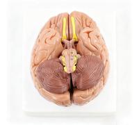 1:1 Detachable Human Brain Mode with Digital Sign, 8-Part Life Size Anatomically Accurate Brain Model Include Base, Medical Teaching Aid for Students Doctor-Patient Communication