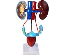 1:1 Female Urinary System Anatomical Model, Bladder and Ureter Structure Construction Kidney Model Scientific Anatomy Model for Students Teaching