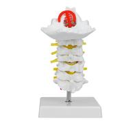 1:1 Human Cervical Vertebra Arteria Spine Spinal