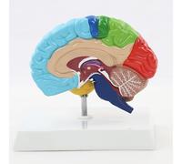 1:1 Human Colored Right Hemisphere Anatomical Model with Base for Teaching丨Detachable Human Brain Model for Cerebral Artery Anatomy and Science Learning Education Display Tool
