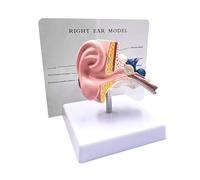 1:1 Human Ear Anatomy Model - Professional Desktop Joint Simulation for Medical Education