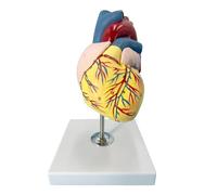 1:1 Human Heart Anatomy Model with 47 Hand-Painted Codes, Designed by Medical Team Life Size Heart Model with Stand Human Model