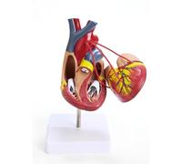 1:1 Human Heart Bypass Model, Life Size Human Heart Model, Human Organ Anatomy Model for Medical Education Teaching Aid