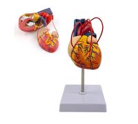 1:1 Human Heart Model, Detachable Anatomically Heart Bypass Model, Includes 34 Labels with Illustrated Guide and Mounted on Base for Classroom Cardiology Study