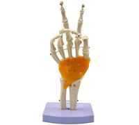 1:1 Human Joint Model with Ligaments, Flexible & Rotatable Shoulder/Foot/Hip/Hand/Knee/Elbow Joint Skeleton Anatomical Model for Teaching Study Display(Hand joint)