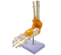 1:1 Human Joint Model with Ligaments, Flexible & Rotatable Shoulder/Foot/Hip/Hand/Knee/Elbow Joint Skeleton Anatomical Model for Teaching Study Display(Foot joint)
