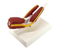 1:1 Human Muscle Shoulder/Hip/Arm/Knee/Elbow Joint Model, Life Size Human Joint Structure Anatomical Model for Doctor's Office Teacher Teaching Demonstration(Elbow joint)