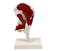 1:1 Human Muscle Shoulder/Hip/Arm/Knee/Elbow Joint Model, Life Size Human Joint Structure Anatomical Model for Doctor's Office Teacher Teaching Demonstration(Hip joint)