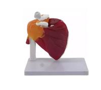 1:1 Human Muscle Shoulder/Hip/Arm/Knee/Elbow Joint Model, Life Size Human Joint Structure Anatomical Model for Doctor's Office Teacher Teaching Demonstration(Shoulder joint)