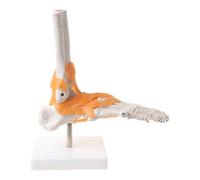 1: 1 Human Skeleton Human Model Joint Medical Anatomy Ankle Ligament Anatomicall Teaching Model