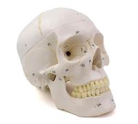 1:1 Human Skeleton Model,Numbered Human Skull Model with 3 Parts and Painted Sutures for Medical Anatomical Study Teaching Display Human Body Teaching Model