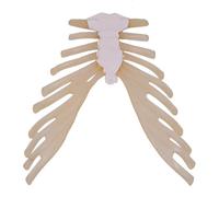 1: 1 Human Sternum Model Medicals Teaching Tool Skeleton Anatomy School Supplies for Students Study Skeleton for Anatomy Sternum Medicals Aid