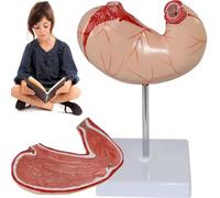 1:1 Human Stomach Model,Human Digestive System Anatomy Model,Study Display Educational Model,11X26x16cm