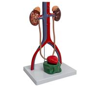 1: 1 Human Urinary and Reproductive Model, Urogenital Model for Lecture Report Biology Teaching Supplies