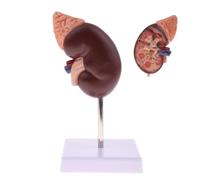 1：1 Kidney Model, PVC Human Kidney Model Normal Structure Teaching Tool 24 Markers Human Anatomy Replica for Teaching, Courses, Research
