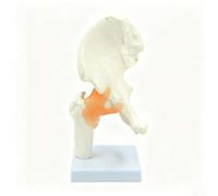 1:1 Life-Size Hip Joint Model with Flexible Orange Ligaments and Base | Anatomical Hip Model Articulating Joint Simulated Capsule Ligaments, Displays Femur, Ligament Attachments for Orthopedic