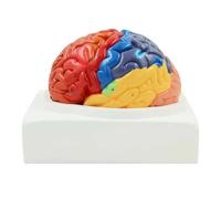 1:1 Life Size Human Brain Anatomy Model Color-Coded Partitions with Digital Labels for Medical Teaching, Neuroscience Study Human Torso Model