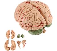 1: 1 Life Size Human Brain Model Cerebral Artery Teaching Model Brain Anatomy Model for Teaching Neuroscience with Vesse