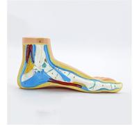 1:1 Life-Size Human Foot Anatomical Model - Detailed Anatomy for Medical Teaching and Learning Resources