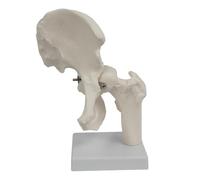 1:1 Life Size Human Hip Joint Model with Flexible Ligaments Adult Hip Bone Anatomy Medical Teaching Model