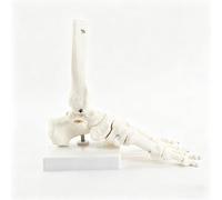 1:1 Life Size Mobile Human Foot Skeleton Anatomy Model for Therapy Training
