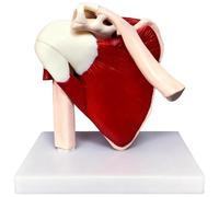 1:1 Life Size Muscled Shoulder Joint Model, Human Right Shoulder Scapula Anatomy Model with Supraspinatus and Infraspinatus, for Healthcare Students and Teaching