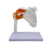 1:1 Life Size Muscled Shoulder Joint Model, Medical Shoulder Anatomy Model with Functional Ligaments, Flexible, Anatomically Accurate PVC Model for Teaching & Movement Demonstration
