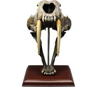1:1 Life Size Saber-Toothed Tiger Skull Model, Multi-Purpose Animal Skull Model, Animal Skull Head Anatomy Replica, for Home Bar Decor Halloween Decoration Educational Tool Gifts.
