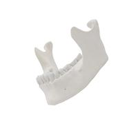 1:1 Lower Jaw Model for Adults Jaw 16 Teeth Anatomy of the Lower Jaw Lower Jaw Anatomical Tool for Science Jaw Bone Adult Jaw for Laboratory