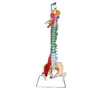 1:1 Multifunctional Spine Model 85Cm Traditional Chinese Medicine Orthopedics Human Skeletal Spine Teaching Model for Hospital School