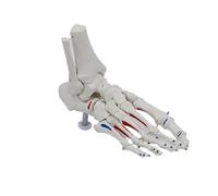 1:1 Muscle Starting And Ending Point Foot Bone Model Foot Joint Ankle Joint Human Teaching Model