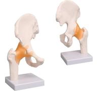 1:1 Real Size Anatomical Hip and Pelvic Bone Model Complete with Ligament Structure, High-Grade Skeleton Specimen for Medical School & Clinical Education
