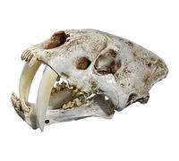 1:1 Saber-Toothed Tiger Resin Skull for Head Model Home Decor Hallow Aid Teaching Dog Canine Aid Teaching Lumbar Vertebrae Coccyx Model Anatomy Display Study Veterinary Teaching Research