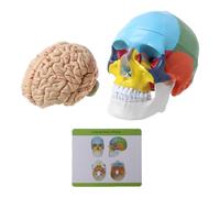 1:1 Scale Colorful Human Adult Head Model and Trunk Anatomy Medical Educational Model