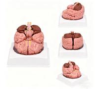 1:1 Scale Detachable Human Brain Anatomy Model with Digital Signs for Study丨Cerebellum Thalamus and Brainstem Structure Teaching Model, Neurology Teaching Aid for Classroom Demonstration