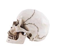 1:1 Scale Human Skull Statue - Realistic Resin Figurine for Home Decor, Halloween Decoration, Medical Teaching, and Art Sketching(B)
