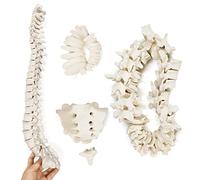1: 1 scale human spine model 7 cervical vertebrae 12 thoracic vertebrae 5 lumbar vertebrae structure loose bone free bone model