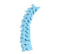 1:1 Scale Thoracic Vertebrae Skeleton Model Colorful 12 Section Thoracic Spine Anatomy Model for Clinical Training PVC Vertebrae