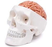 1: 1 Skull Brain Model Medical Anatomical Human Skull for Science Classroom Studies Exhibition Stretching Medical Model