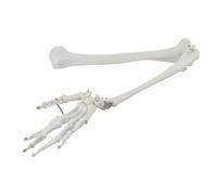 1:1 Upper Limb Bone Model with Scapula Clavicle Flexible Arm Skeleton Anatomy Medical Teaching Tool(Upper limb)