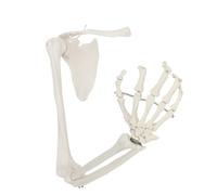 1:1 Upper Limb Bone Model with Scapula Clavicle Flexible Arm Skeleton Anatomy Medical Teaching Tool(With scapula)