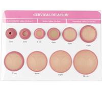 1-10cm Cervical Dilation Model, Gynecology Childbirth Cervical Dilatation Display Board, Obstetric Teaching Simulator for Midwife, Doula, Nursing Medical Training Education