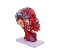 1: 1Human Head Neurovascular Model-Face Anatomy Medical Neck Section Study, Teaching Tool Human Half Head Neurovascular with Musculature