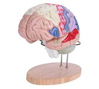 1:2 Anatomical Medical Human Brain Model Brain Cerebral Nerve 4 Piece PVC Model Of 50 Markers