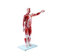 1/2 Human Muscle & Skeleton Model 27 Parts Anatomy for Teaching Learning
