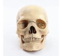 1:2 Human Skull Resin Model Anatomical Medical Teaching Skeleton