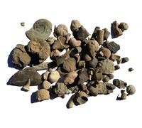 1/2 Lb Fossil Mix - 75-80 Genuine Fossils in Each Bag